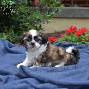 Zucchini, Shih Tzu Puppy